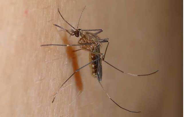 mosquito-pest control