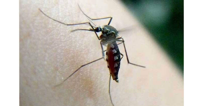 mosquito kill