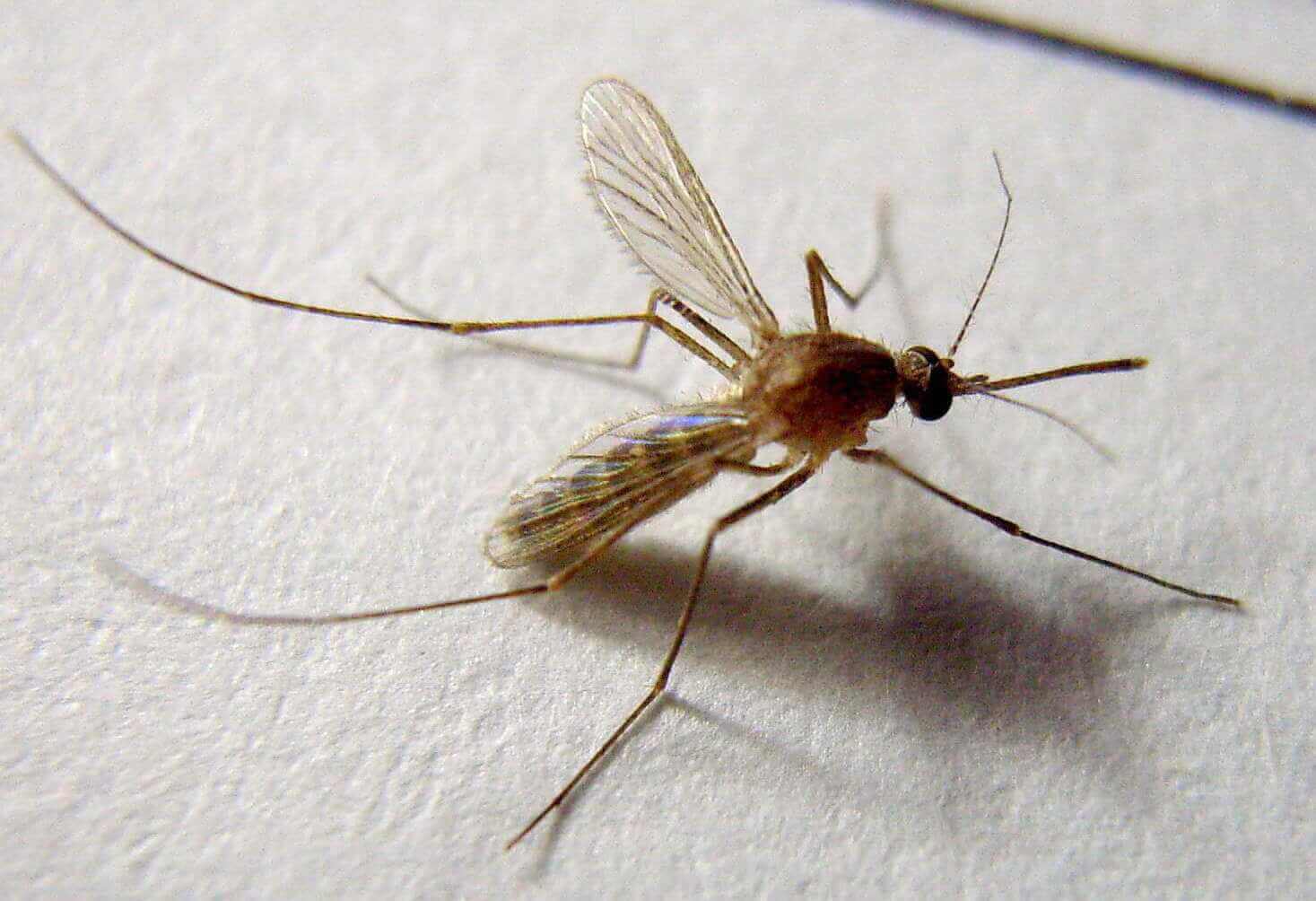 mosquito disease