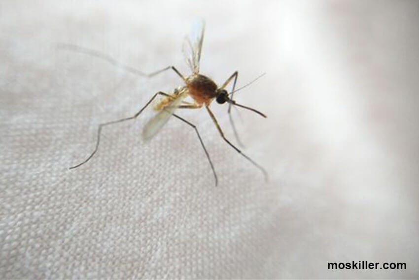 mosquito controll